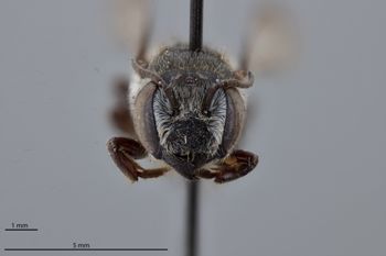 Media type: image;   Entomology 791607 Aspect: head frontal view